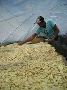 Drying Pulped natural Coffee